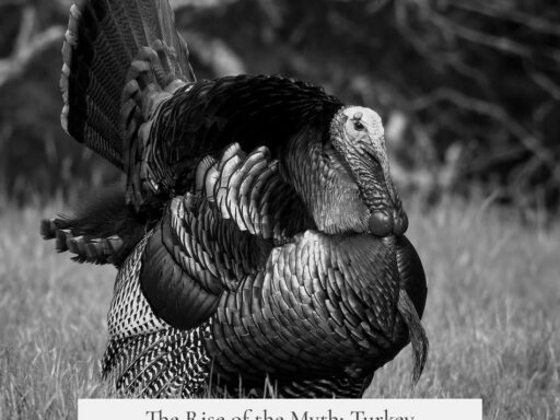 The Rise of the Myth: Turkey and the Sleepy Holiday Effect Explained