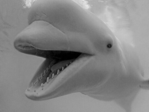 Sailors Mistaking Beluga Whales for Mermaids Due to Human-Like Knees