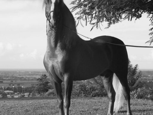 Renting Horses: The History and Popularity of Horse Rental Companies