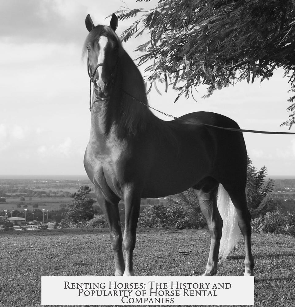 Renting Horses: The History and Popularity of Horse Rental Companies