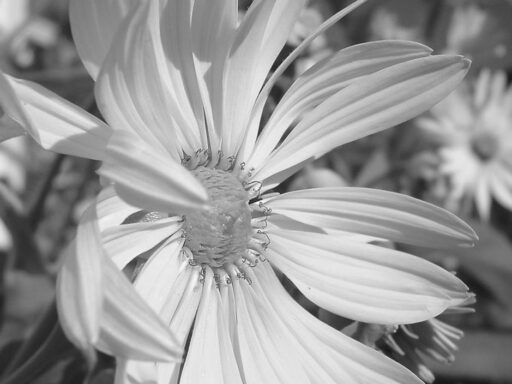 The Rise and Fall of Silphium: Examining Its Extinction and Uses