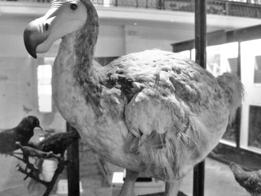 Dodo Birds: The Most Culturally Recognizable Extinct Species