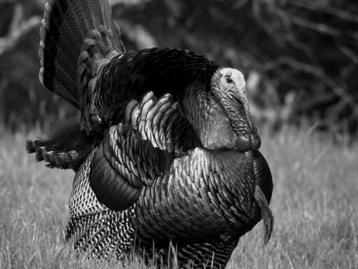 The History of Turkey Legs at Renaissance Fairs