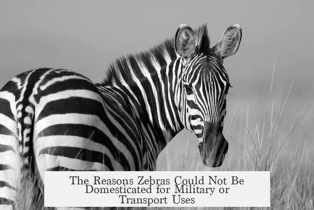 The Reasons Zebras Could Not Be Domesticated for Military or Transport Uses