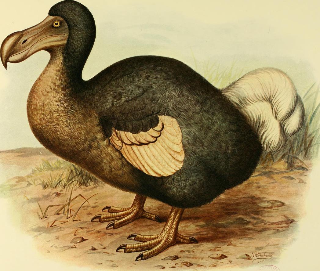 Repeated cooking diminished the quality of the meat, making it tougher and more bland. This suggests a low fat content or a muscle structure prone to becoming chewy. Unlike birds prized for flavor, dodos did not inspire enthusiasm in their consumption.