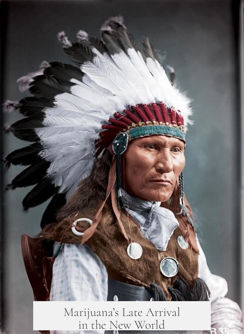 Marijuana’s Late Arrival in the New World