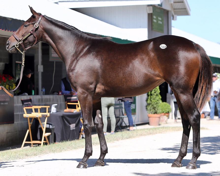 At first glance, the restrictions might feel like a party pooper's chant. But consider this: The Thoroughbred registry holds nearly 300,000 names. Without precise rules, confusion is a footrace waiting to happen. Duplicate names could create disorder in race records, betting slips, and breeding paperwork.