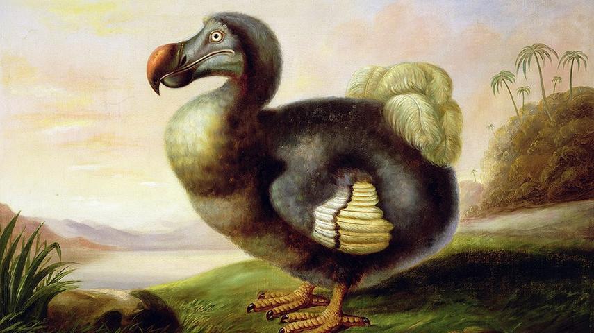 In short: Dodo meat was indeed eaten, but it wasn’t exactly the culinary delight sailors hoped for. Descriptions highlight it as greasy and insipid, with flavor growing worse the longer it was cooked. Yet, despite its shortcomings, dodos made their way to plates, especially for hungry sailors desperate for fresh meat after months at sea.