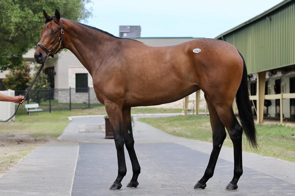 And there’s more: many owners try to sneak in clues about their horse’s pedigree in the name. For example, a foal born to a sire named “Thunderbolt” and dam named “Silver Ray” might become “Thunder Ray” or “Silver Bolt.” This tradition creates a special lineage story but can also produce unusual names that seem like a word puzzle.