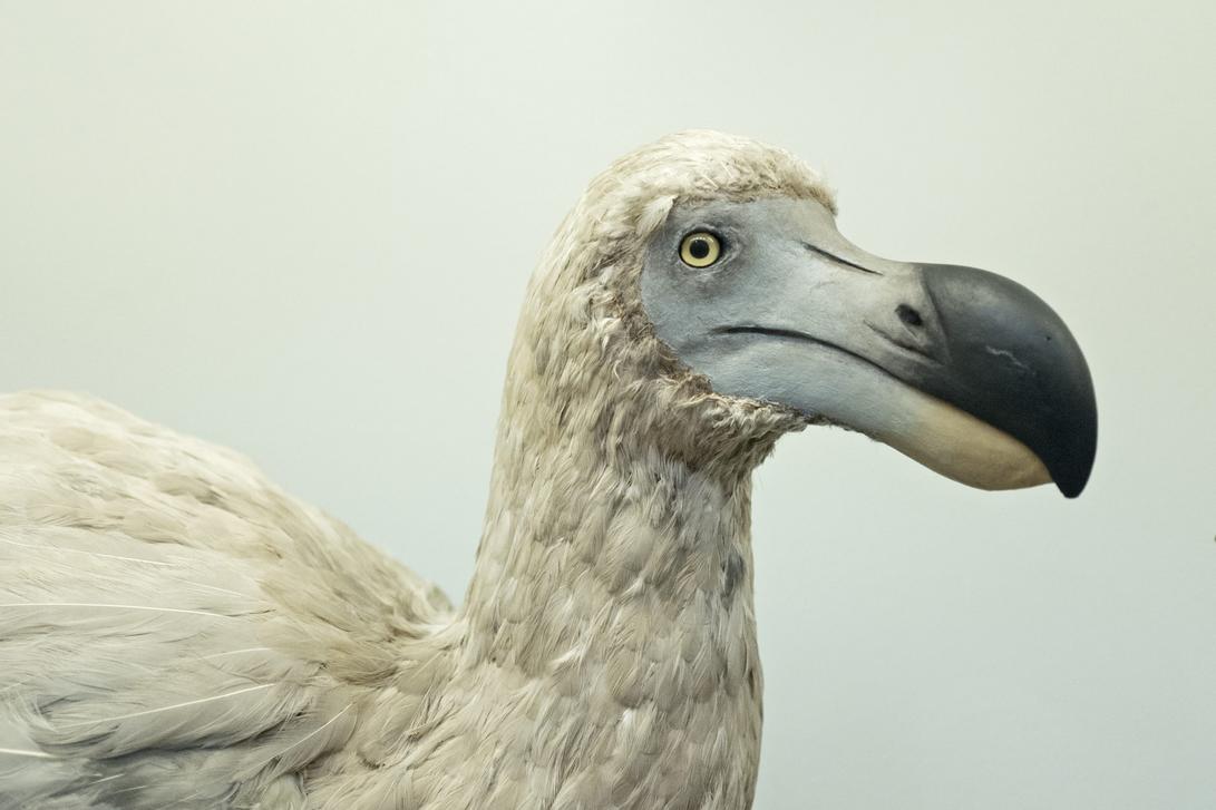 Reports state that the dodo’s belly and breast parts were “pleasant in flavor” and “easily masticated,” implying those sections were more edible compared to others. Still, the overall impression is far from mouth-watering.