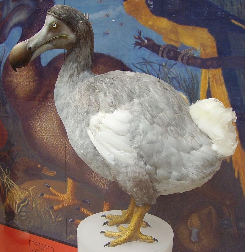 Dodos were eaten by sailors and settlers, but their taste was generally considered unpleasant. Despite being served as a meal, early accounts describe dodo meat as greasy, insipid, and becoming tougher the longer it was cooked. Their breast and belly meat had some pleasant flavor and was easy to chew, yet overall it did not satisfy culinary expectations.