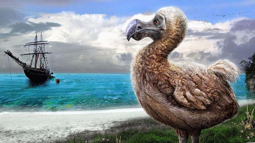First, consider the eyewitness testimonies of sailors landing on Mauritius, where dodos lived. One early vivid account describes these creatures—larger than swans with bare heads, tiny wings, and a tail of soft gray feathers—known locally as “Walghvögel.” Sailors quickly learned these birds weren’t exactly gourmet fare. The telltale nickname "Walghvögel" itself hints at displeasure; it roughly translates to “disgust bird.” This stems from a curious observation: the longer and more often these birds were cooked, the tougher and less tasty the meat became.