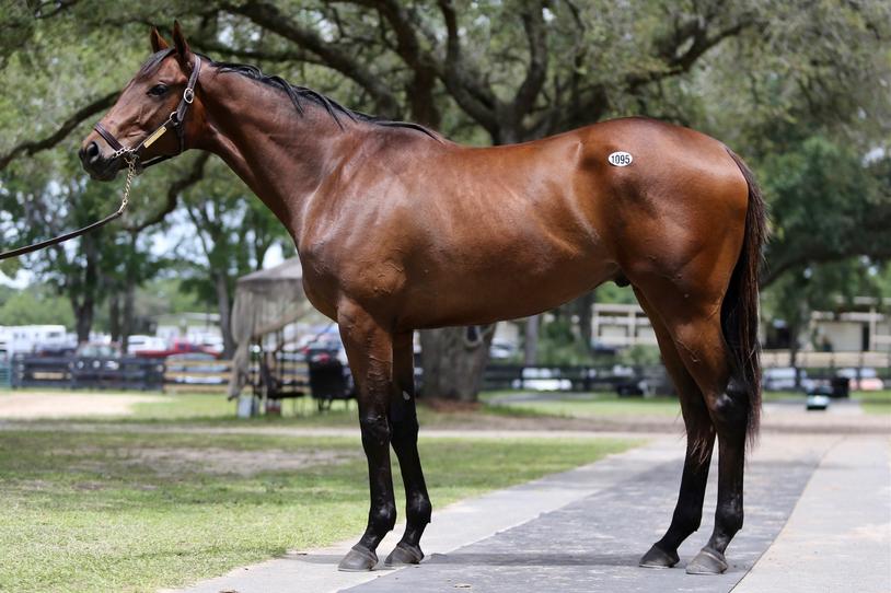 The Jockey Club’s control ensures clarity in identifying horses and avoids confusion during races and breeding. These guidelines contrast with casual or backyard horses, which often have simpler nicknames or “barn names.”